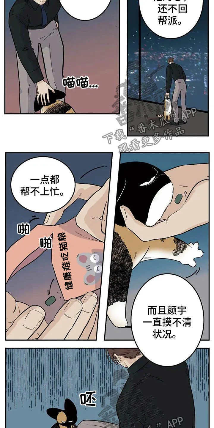 打火机漫画高颜值漫画,第81章：流浪动物5图