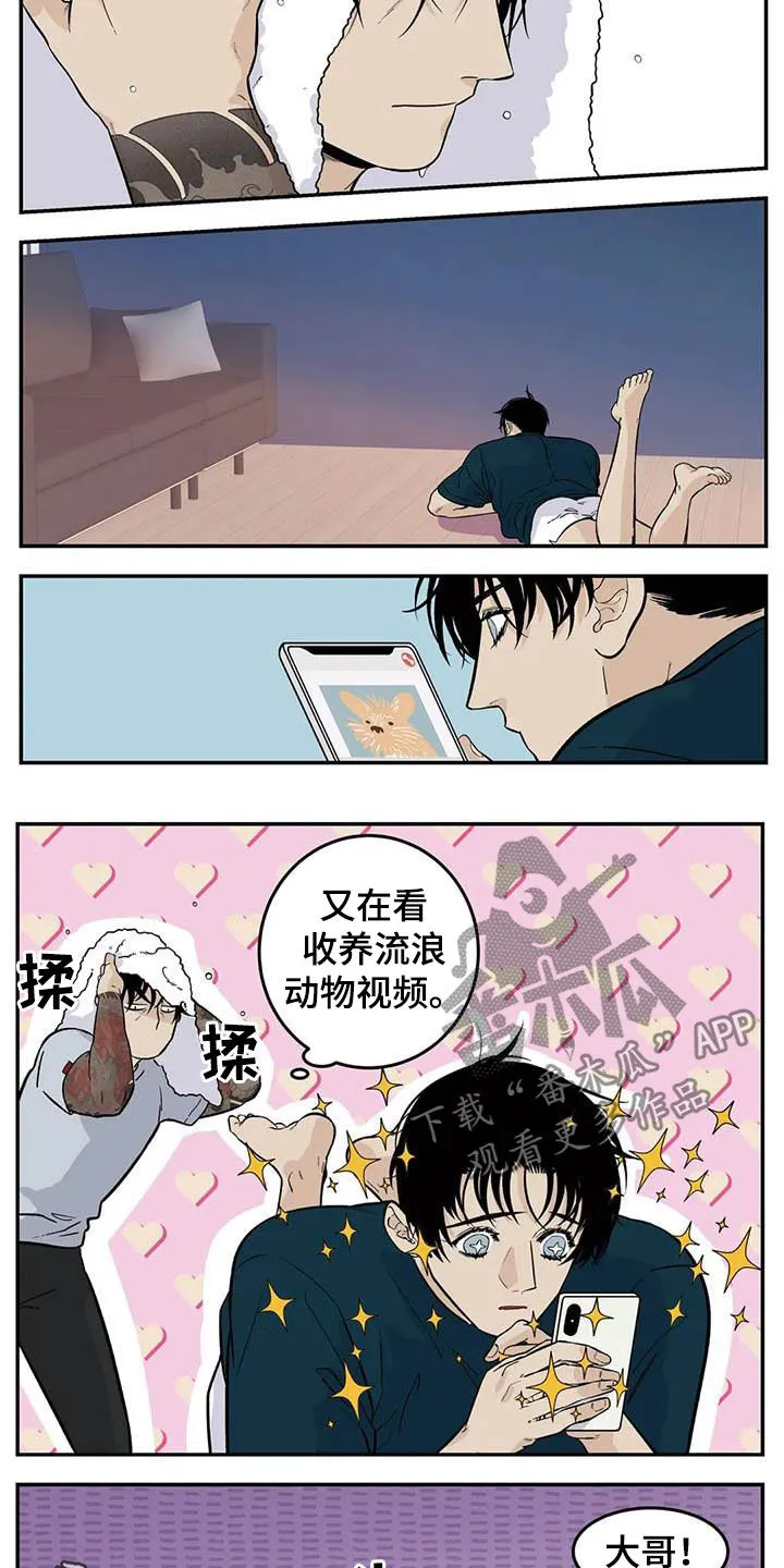 打火机漫画高颜值漫画,第81章：流浪动物7图